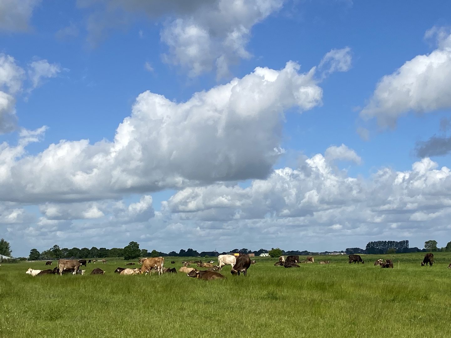 Stadsweg Koeien Onderdendam