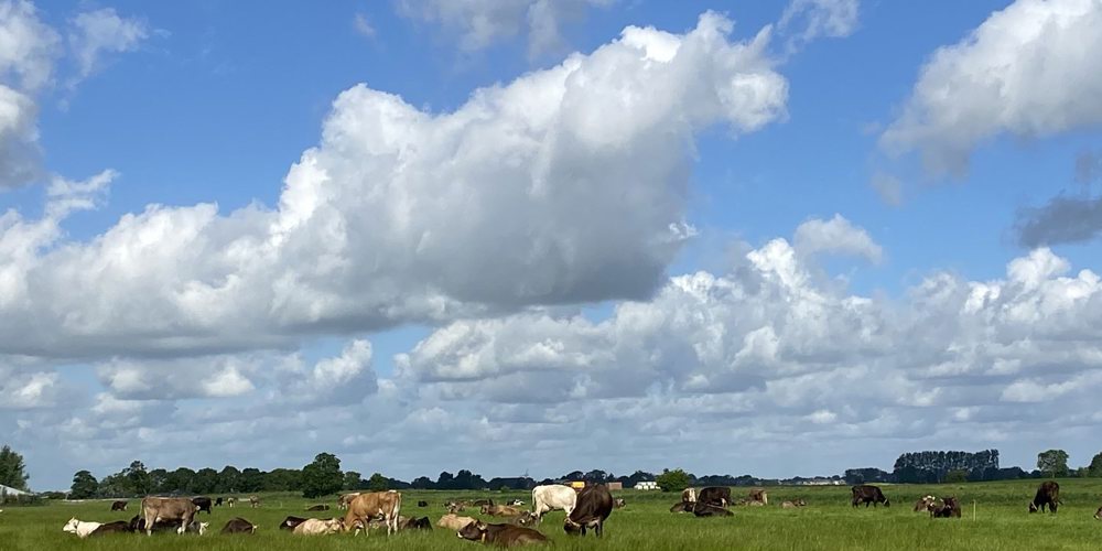 Stadsweg Koeien Onderdendam