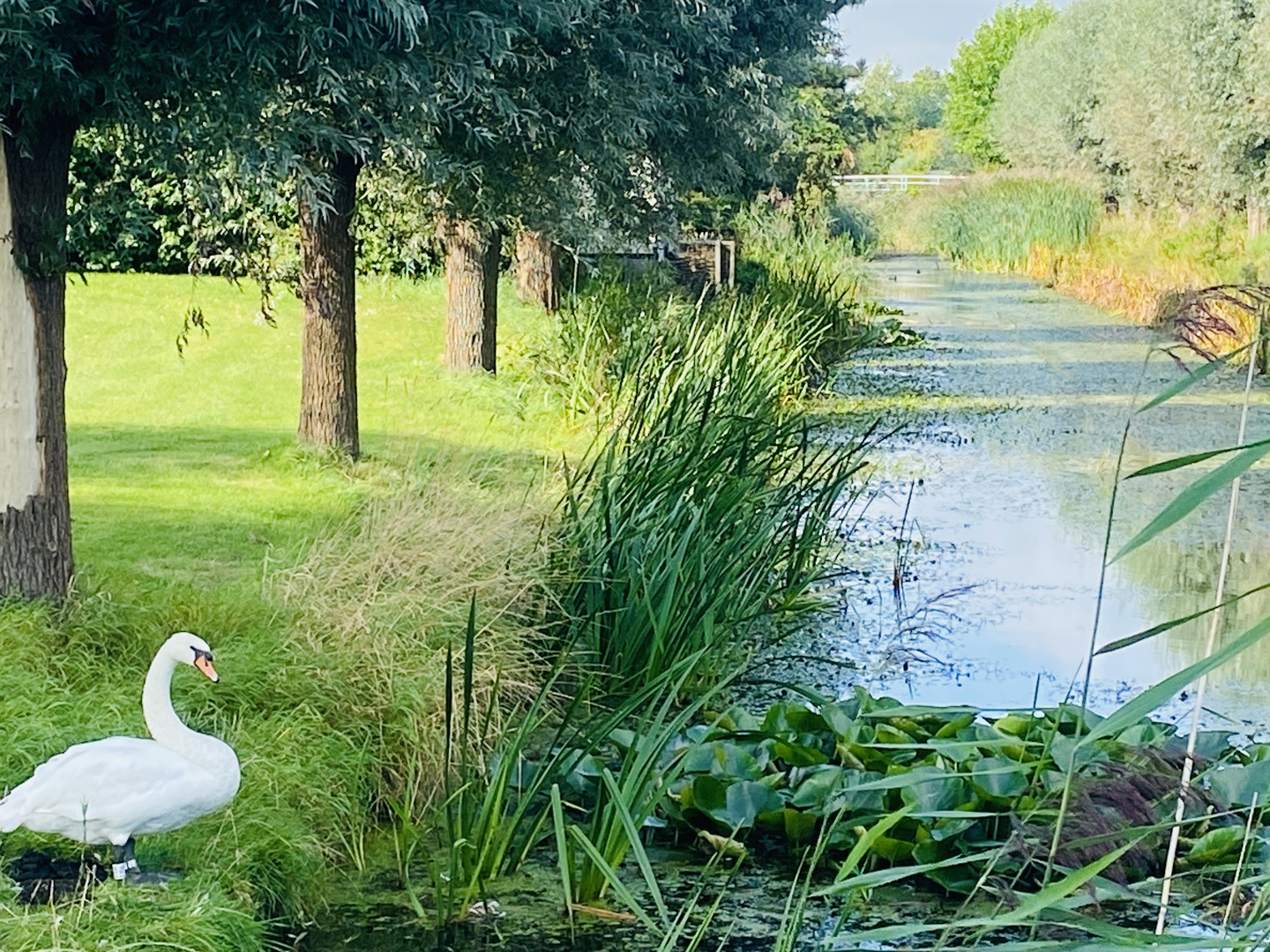 Uitzicht Kieviet Naar Het Oosten